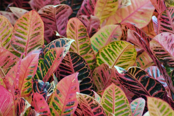 Folhas de croton coloridas para texturas e fundos — Fotografia de Stock