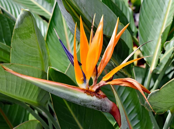 Cennet Kuşu (Strelitzia reginae) Hawaii'de çiçek açıyor