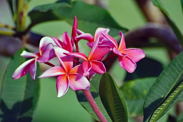 Кластер Hwaiian Red Frangipani (Plumeria rubra) цветы и — стоковое фото