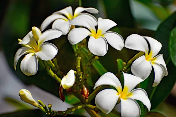 Close up of cream and yellow flowers of Hawaiian Frangipani (Plu — Stock Photo, Image