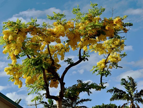 Дерево Rainbow Shower (Cassia x nealiae) на Гавайях с подвешенным бу — стоковое фото