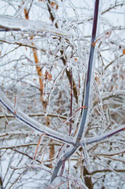Buz sarkıtları dallar üzerinde