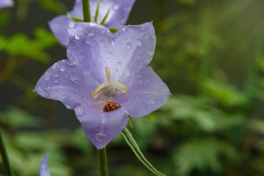 Kırmızı bir uğur böceği, yazın bahçedeki mor bir çan çiçeğinin üzerinde oturur. Su damlaları, yeşil bir bokeh arka planda, sağdan gelen güneş ışınlarıyla yakınlaşır.