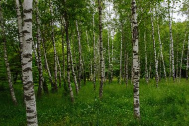  Orman manzarası, yazın huş ağacı, bulutlu bir günde yüksek yeşil çimenler.