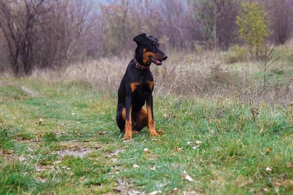  Genç bir köpek, siyah bir Doberman yavrusu arka planda bir ormanla yeşil çimlerin üzerinde bir parkta oturuyor.