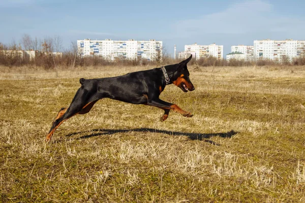  Genç siyah doberman kuru otlarla bir tarlada koşuyor.