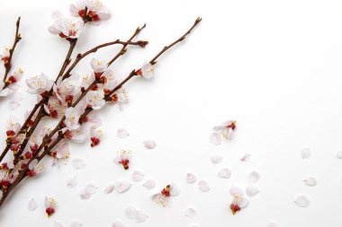 beyaz arkaplanda kiraz çiçeği dalları ve tomurcukları metin için boş bir boşluk