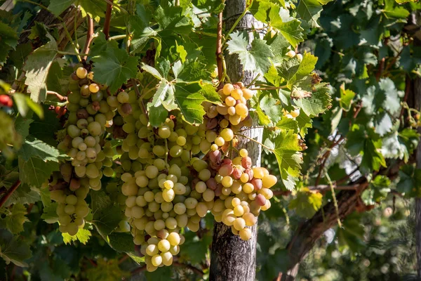 Sassonia Anhalt Veduta Delle Viti Con Uve Mature Autunno Freyburg — Foto Stock