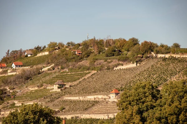 Sassonia Anhalt Veduta Dei Vigneti Autunno Freyburg Unstrut — Foto Stock