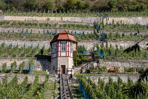 Saxe Anhalt Vue Sur Les Vignobles Avec Vignes Automne Freyburg — Photo