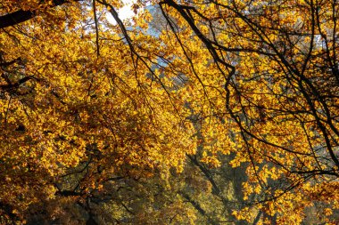 Leipzig, Sakson merkezindeki bir parkın sonbahar manzarası