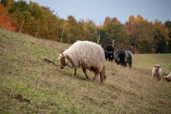 Czarno-białe stado owiec Racka na starym korycie rzeki — Zdjęcie stockowe