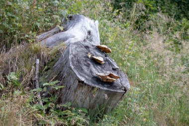 Avusturya Alpleri, Avrupa 'da yabani mantarlı bir ağaç kütüğü resmi