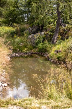 Avrupa 'daki Avusturya Alpleri' nde yaz mevsiminde birçok bitki ve çiçeğin bulunduğu küçük bir dağ havuzu.