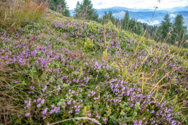 Avrupa 'daki Avusturya Alpleri' nde yaz mevsiminde bir sürü bitki ve çiçek bulunan bir dağ çayırı.