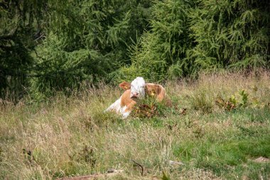 Avrupa 'daki Avusturya Alpleri' nde yaz mevsiminde bir dağ çayırındaki ineklerin resmi