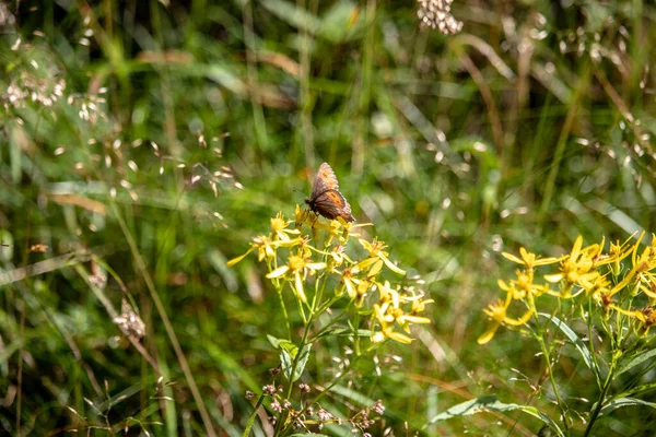 Kép Egy Pillangó Erebia Nymphalidae Sárga Virágok Senecio Ovatus Európai — Stock Fotó