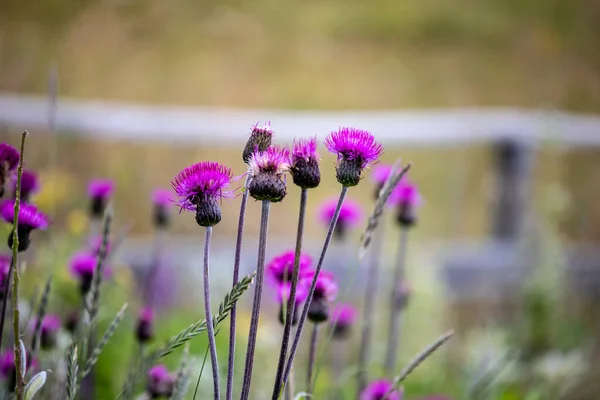 Yazın Avusturya Alplerinde, Avrupa 'da vahşi bir Cirsium vulgare, mızrak devedikeni.