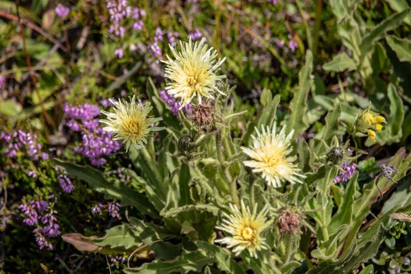 Egy Vadon Termő Növény Képe Nyáron Osztrák Alpokban Európában — Stock Fotó