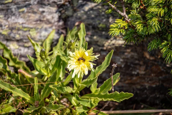 Imagen Una Planta Silvestre Verano Los Alpes Austríacos Europa — Foto de Stock