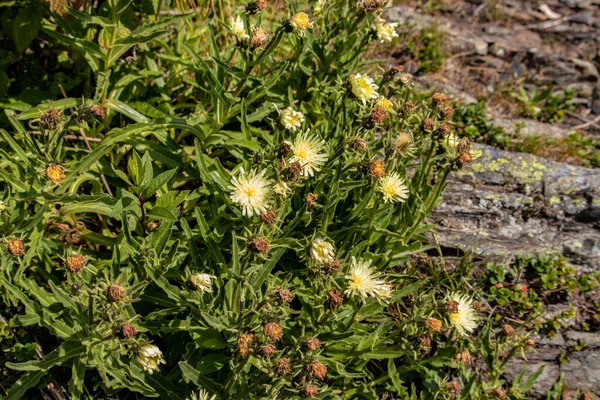 Image Wild Plant Summer Austrian Alps Europe — Stock Photo, Image