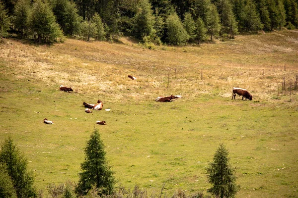图为欧洲阿尔卑斯山地区夏季一群奶牛在牧场上放牧的情景 — 图库照片