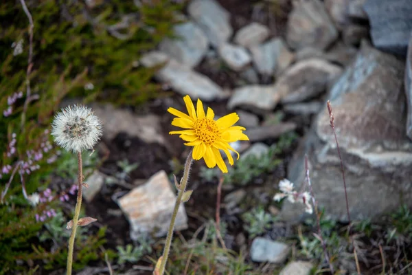 Kép Sárga Virágokról Egy Hegyi Réten Nyáron Osztrák Alpokban Európában — Stock Fotó