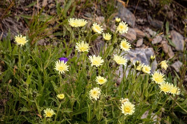 Imagen Flores Amarillas Prado Montaña Verano Los Alpes Austríacos Europa — Foto de Stock