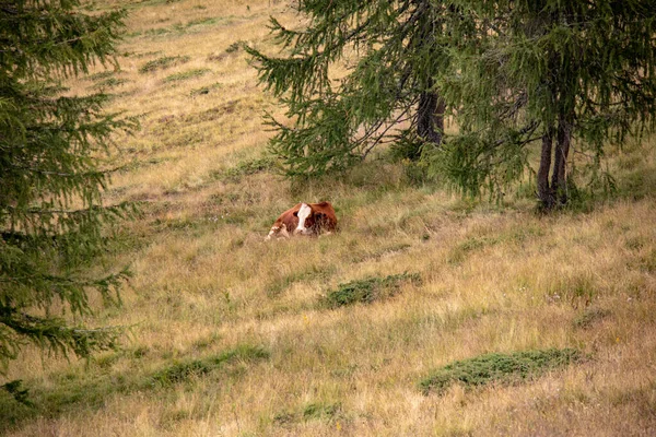 Image Cows Mountain Meadow Summer Austrian Alps Europe — Stock Photo, Image