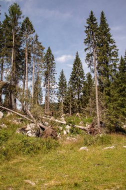 Yüksek dağları ve ormanları olan Avrupa Alpleri Panoraması