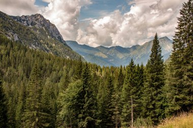 Yüksek dağları ve ormanları olan Avrupa Alpleri Panoraması