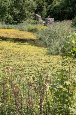 Avrupa 'da mavi gökyüzü olan ormandaki doğal bir göletin önündeki eski bir duvar ve köprü parçalarının görüntüsü