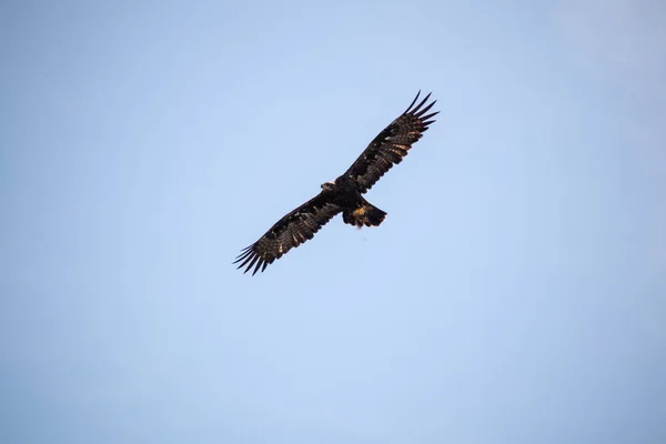 Vue Aigle Marin Volant Lancé Sur Fond Forêt Montagne Avec — Photo