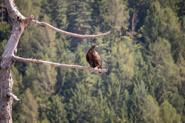 Vue Aigle Marin Volant Lancé Sur Fond Forêt Montagne Avec — Photo