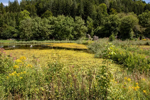 Kilátás Egy Régi Fal Híd Alkatrészek Előtt Egy Természetes Erdőben — Stock Fotó