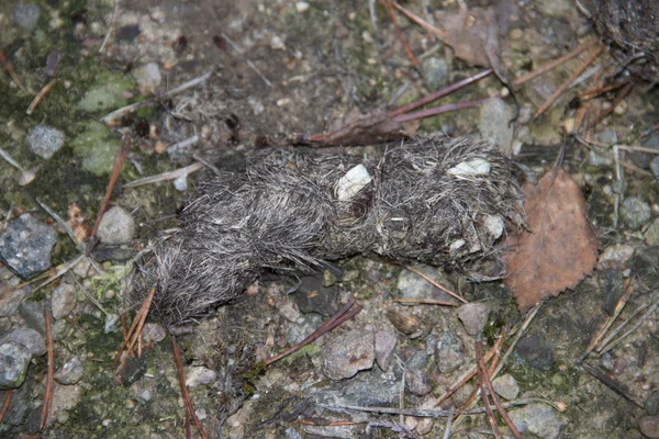 Kotoran serigala dengan rambut dan tulang terutama Filipstad / Swedia — Stok Foto