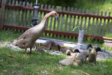 Running duck with chicks in the garden in search of food