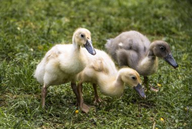 Running duck with chicks in the garden in search of food