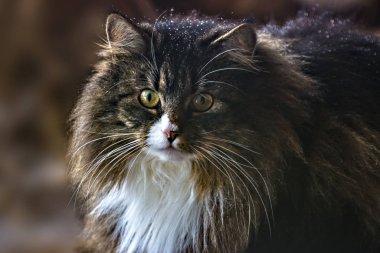 Pretty Norwegian forest cat in a natural environment