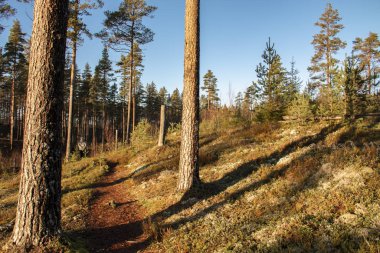 Varml 'da güneşli bir bahar gününde gölün yakınındaki bir ormanda yürü.