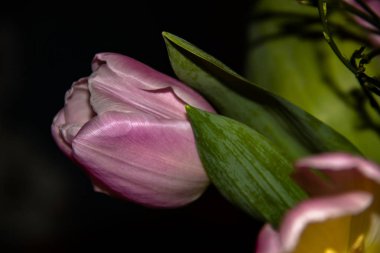 Pink tulips isolated against a dark background.