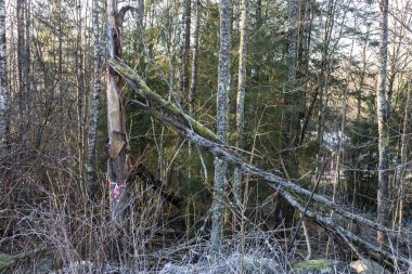 forest dieback spreads everywhere.