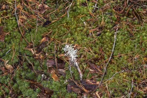 Texture del fondo forestale con muschio e licheni — Foto Stock