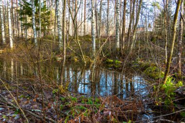 Small lake between old sick trees in Sweden