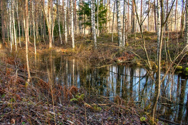 Pequeno lago entre velhas árvores doentes na Suécia — Fotografia de Stock