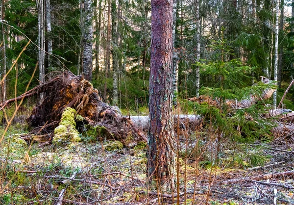 Fallen tree after a violent storm in Sweden — 스톡 사진