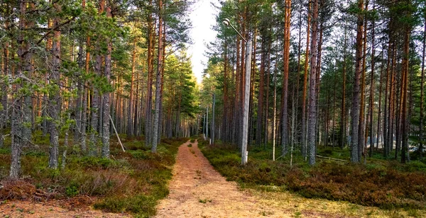 Procházka sluncem zalitý les na jarní den ve Švédsku. — Stock fotografie
