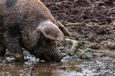 İsveç 'in güzel manzarası