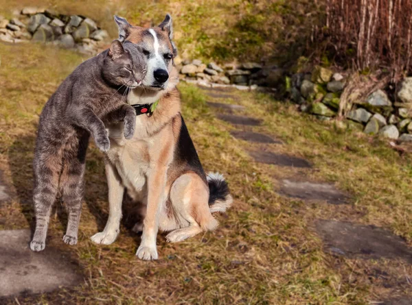 Σκύλος Και Γάτα Αγκαλιάζονται Μαζί — Φωτογραφία Αρχείου