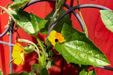 Thunbergia alata, schwarzugige Susanne, kırmızı duvarın önündeki siyah gözlü Susanne çiçeği.